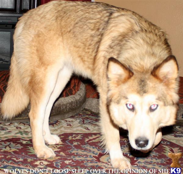 azwolfdogs Picture 2